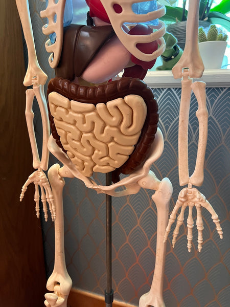 Squelette d'anatomie humaine - Editions RBA France - 2013