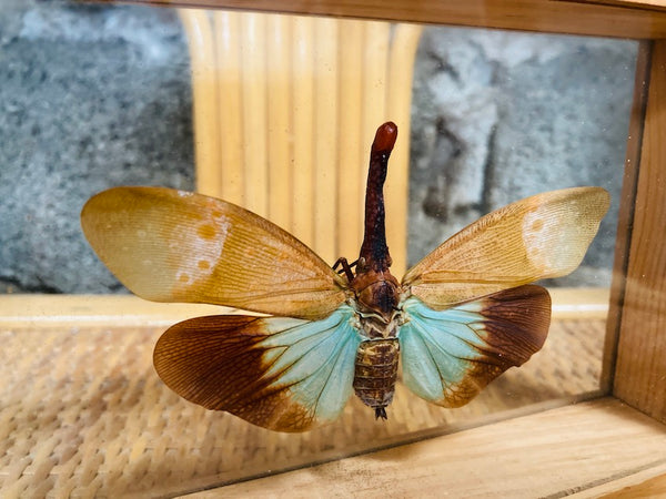Cadre entomologique Fulgore porte-lanterne (Pyrops Candelaria) - Malaisie