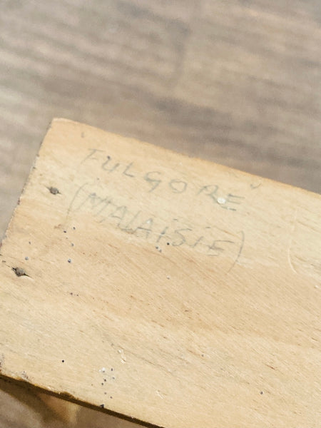 Cadre entomologique Fulgore porte-lanterne (Pyrops Candelaria) - Malaisie