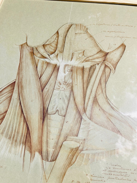 Dessin anatomique original "Muscles de la gorge" de Raphaël Henri Charles Ghislain (1928)
