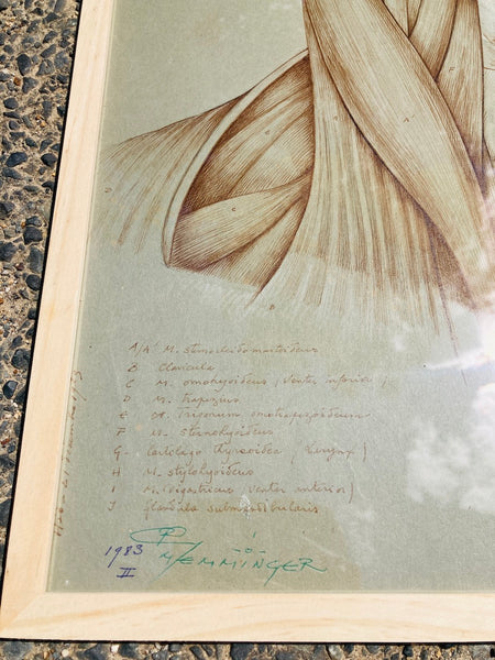 Dessin anatomique original "Muscles de la gorge" de Raphaël Henri Charles Ghislain (1928)