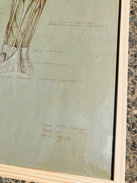 Dessin anatomique original "Les muscles du bras" de Raphaël Henri Charles Ghislain (1928)