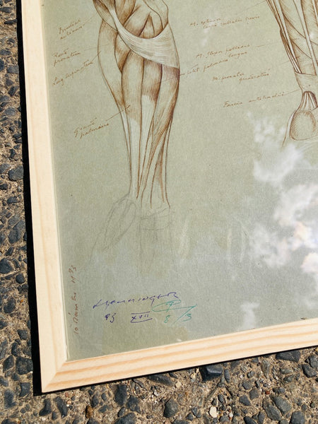 Dessin anatomique original "Les muscles du bras" de Raphaël Henri Charles Ghislain (1928)