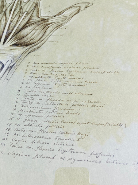 Dessin anatomique original "La Main" de Raphaël Henri Charles Ghislain (1928)
