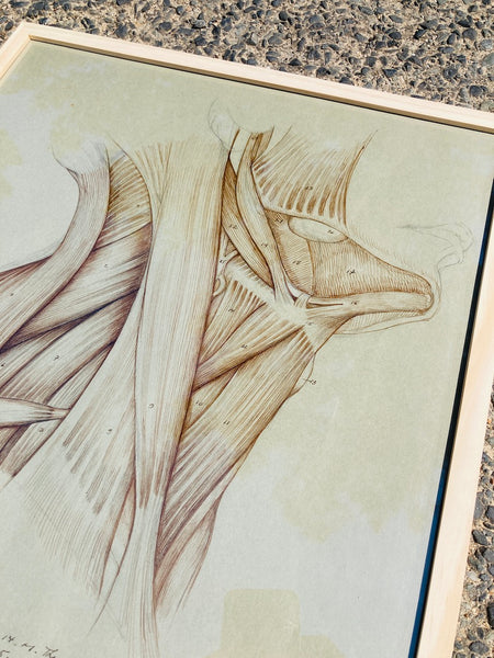 Dessin anatomique original "Muscles du cou" de Raphaël Henri Charles Ghislain (1928)