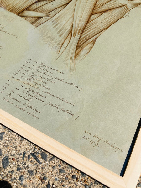 Dessin anatomique original "Muscles du cou" de Raphaël Henri Charles Ghislain (1928)