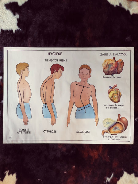 Carte scolaire ancienne "L'excrétion / l'hygiène" - Le Sélectionneur - Brocante en ligne
