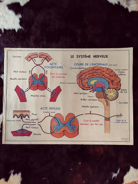 Carte scolaire ancienne "La peau et le toucher / le système nerveux" - Le Sélectionneur - Brocante en ligne