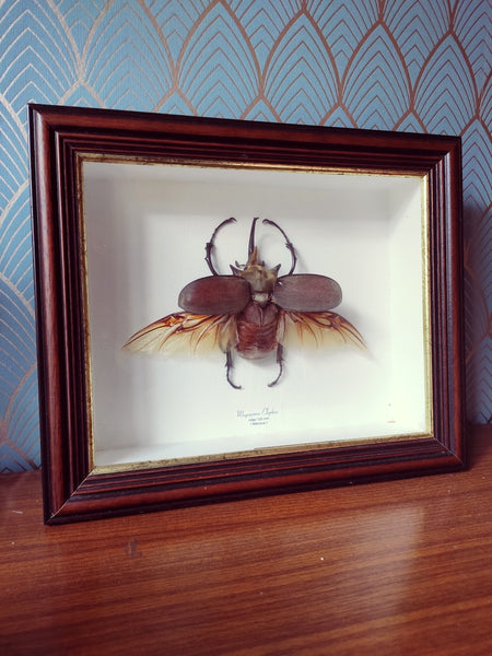 Cadre entomologique coléoptère / scarabée éléphant - Le Sélectionneur - Brocante en ligne