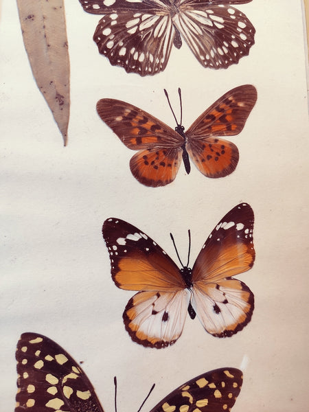 Cadre papillon vintage