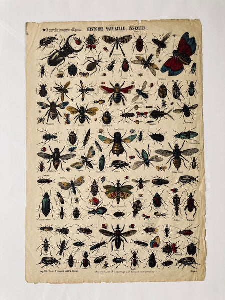 Cadre Nouvelle Imagerie d'Epinal Insectes - Imp. Pinot et Sagaire - Fin XIXième siècle