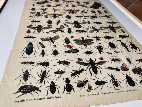 Cadre Nouvelle Imagerie d'Epinal Insectes - Imp. Pinot et Sagaire - Fin XIXième siècle