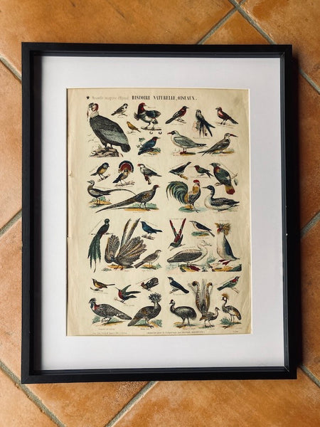 Cadre Nouvelle Imagerie d'Epinal Oiseaux - Imp. Pinot et Sagaire - Fin XIXième siècle