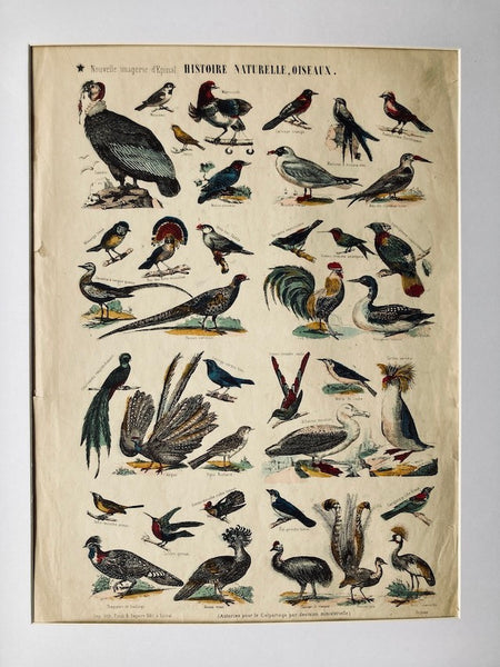 Cadre Nouvelle Imagerie d'Epinal Oiseaux - Imp. Pinot et Sagaire - Fin XIXième siècle
