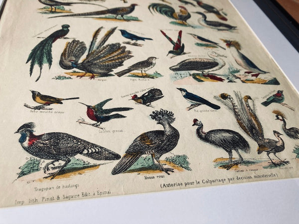 Cadre Nouvelle Imagerie d'Epinal Oiseaux - Imp. Pinot et Sagaire - Fin XIXième siècle
