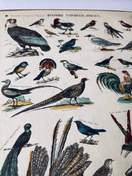 Cadre Nouvelle Imagerie d'Epinal Oiseaux - Imp. Pinot et Sagaire - Fin XIXième siècle