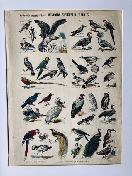 Cadre Nouvelle Imagerie d'Epinal Oiseaux - Imp. Pinot et Sagaire - Fin XIXième siècle
