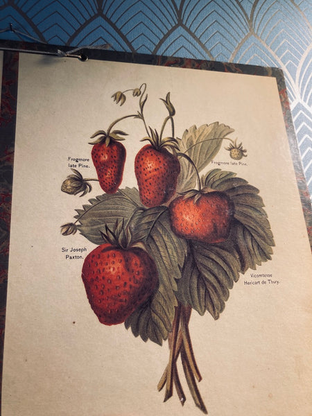 Carton décoratif fruits édité par Bernard Carant - Paris - Années 70