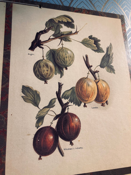 Carton décoratif fruits édité par Bernard Carant - Paris - Années 70