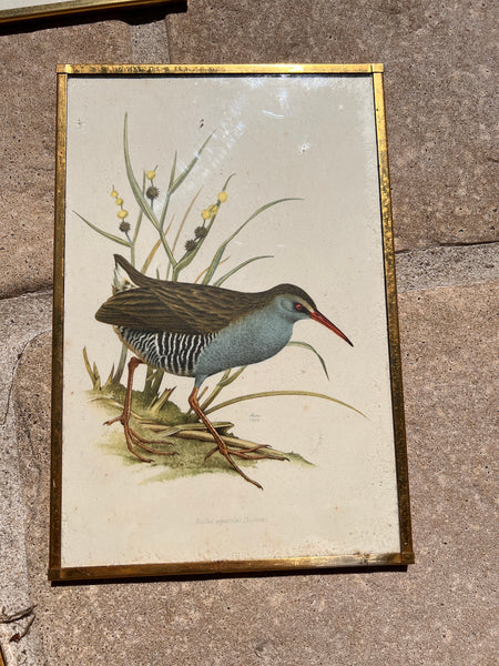 Lot de 7 cadres en laiton vintages botaniques et ornithologiques - Années 50