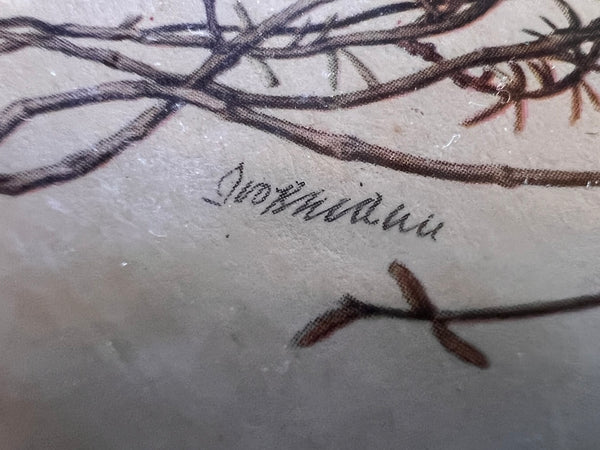 Lot de 7 cadres en laiton vintages botaniques et ornithologiques - Années 50